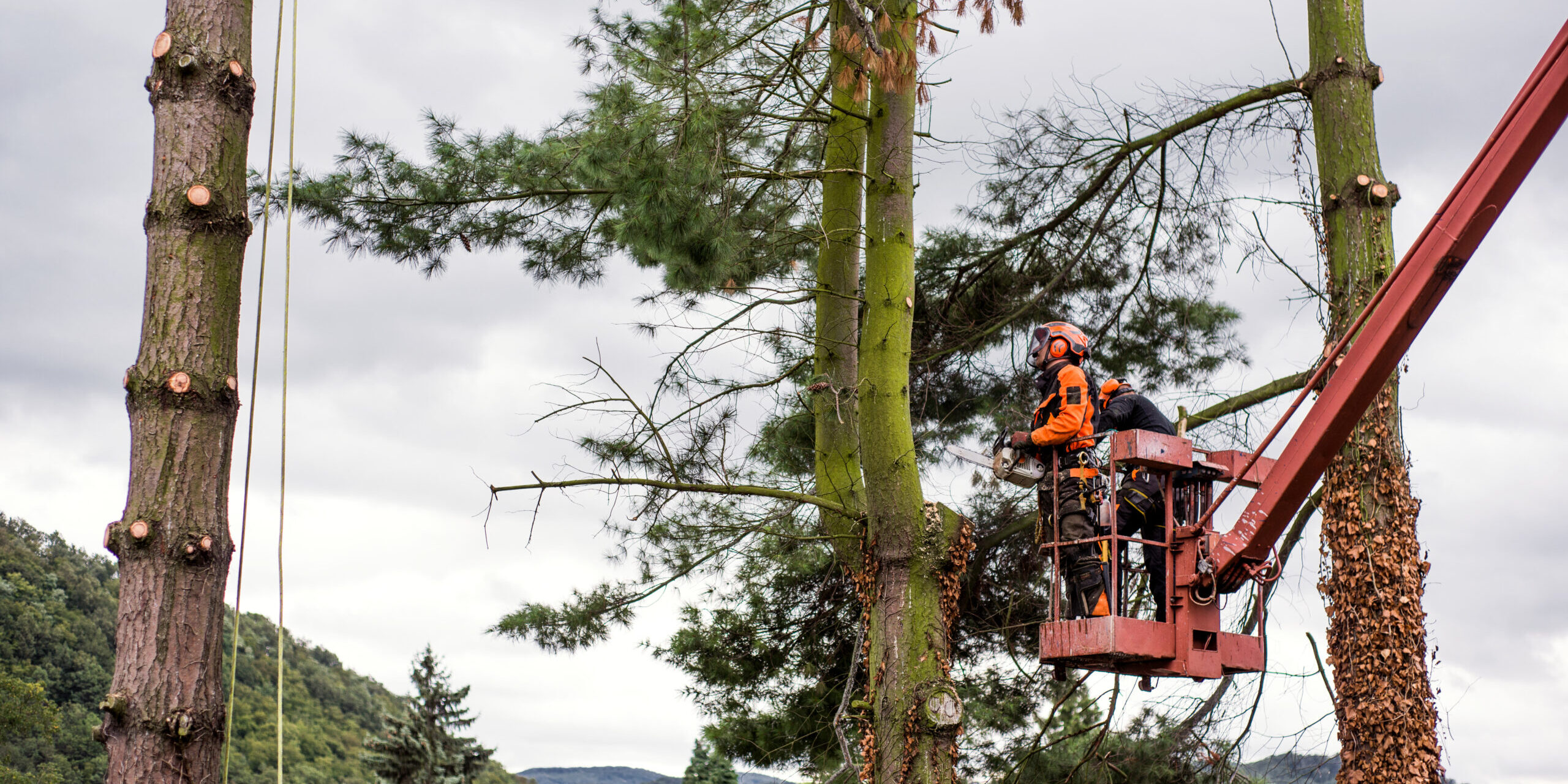 Two arborist men with chainsaw and lifting platform cutting a tree.