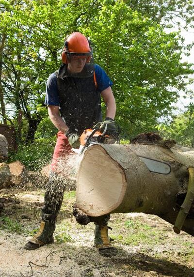 tree surgeon stump grinding